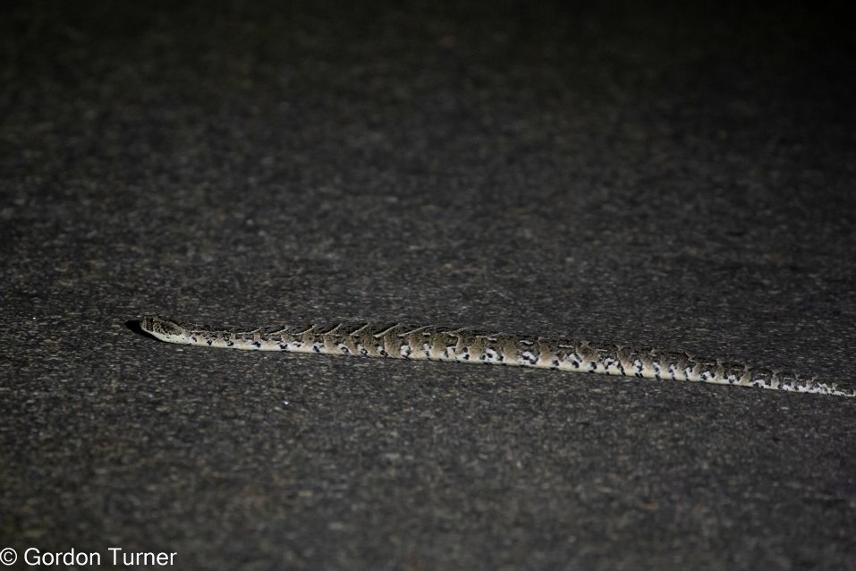 <h2>The Best of South Africa Escorted 2023</h2> 14 Nights | 6 Rounds | March 11 - 25